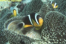 Mauritian anemonefish