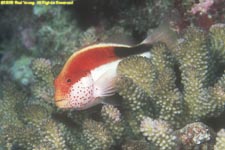 freckled hawkfish