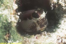 unknown blenny