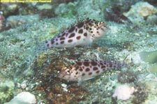 two pixy hawkfish