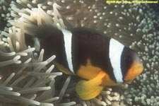 Mauritian anemonefish