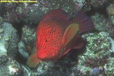 jewel grouper