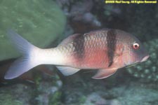 Indian doublebar goatfish