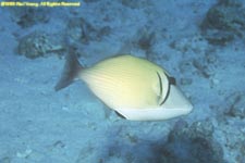 scythe triggerfish (dark phase)