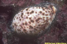 cowrie