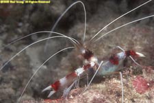 banded coral shrimp