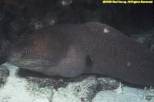 giant moray eel