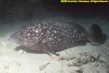 white-spotted grouper at cleaning station