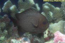 black damselfish