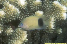 Johnston damselfish