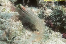 unknown goby