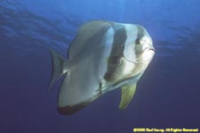 longfin batfish