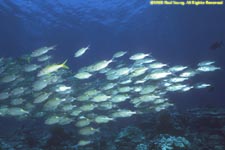 school of striped large-eye breams