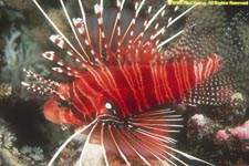 spotted lionfish