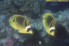 raccoon butterflyfish