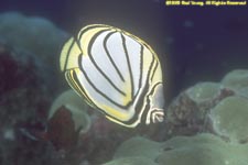 Meyer's butterflyfish