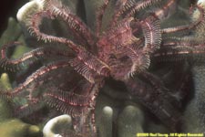 crinoid