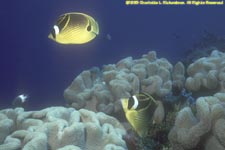 raccoon butterflyfish