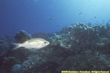 coral wall with striped large-eye bream