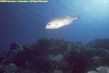 striped large-eye bream over coral