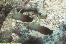 red firegobies