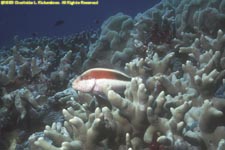 freckled hawkfish