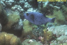 black-spottted puffer