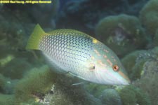 checkerboard wrasse