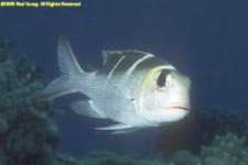 humpnose bigeye bream