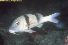 Indian doublebar goatfish