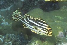 sub-adult oriental sweetlips