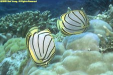 Meyer's butterflyfish