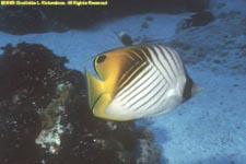 threadfin butterflyfish