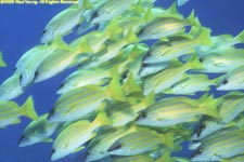 school of bluestripe snappers