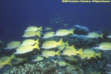 bluestripe snappers