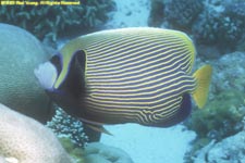 emperor angelfish