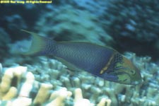 checkerboard wrasse