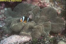 Mauritian anemonefish in carpet anemone