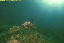 hawksbill turtle over staghorn coral