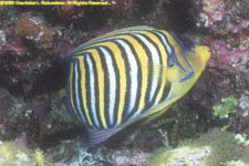 regal angelfish