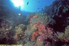 anemone with skunk clownfish and and soft coral