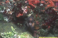 undulated moray eel