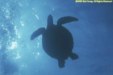 turtle overhead