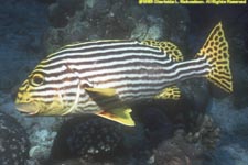 oriental sweetlips