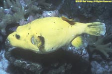 dog-faced puffer