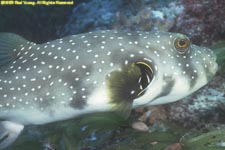 white-spotted puffer