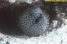 honeycomb moray eeel