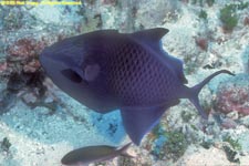 redtooth triggerfish