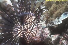 common lionfish