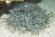 sand anemone with juvenile three-spot dascyllus